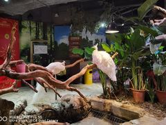 -正佳雨林生态植物园