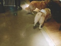 -百好乐宠物友好餐厅(朝外大街店)