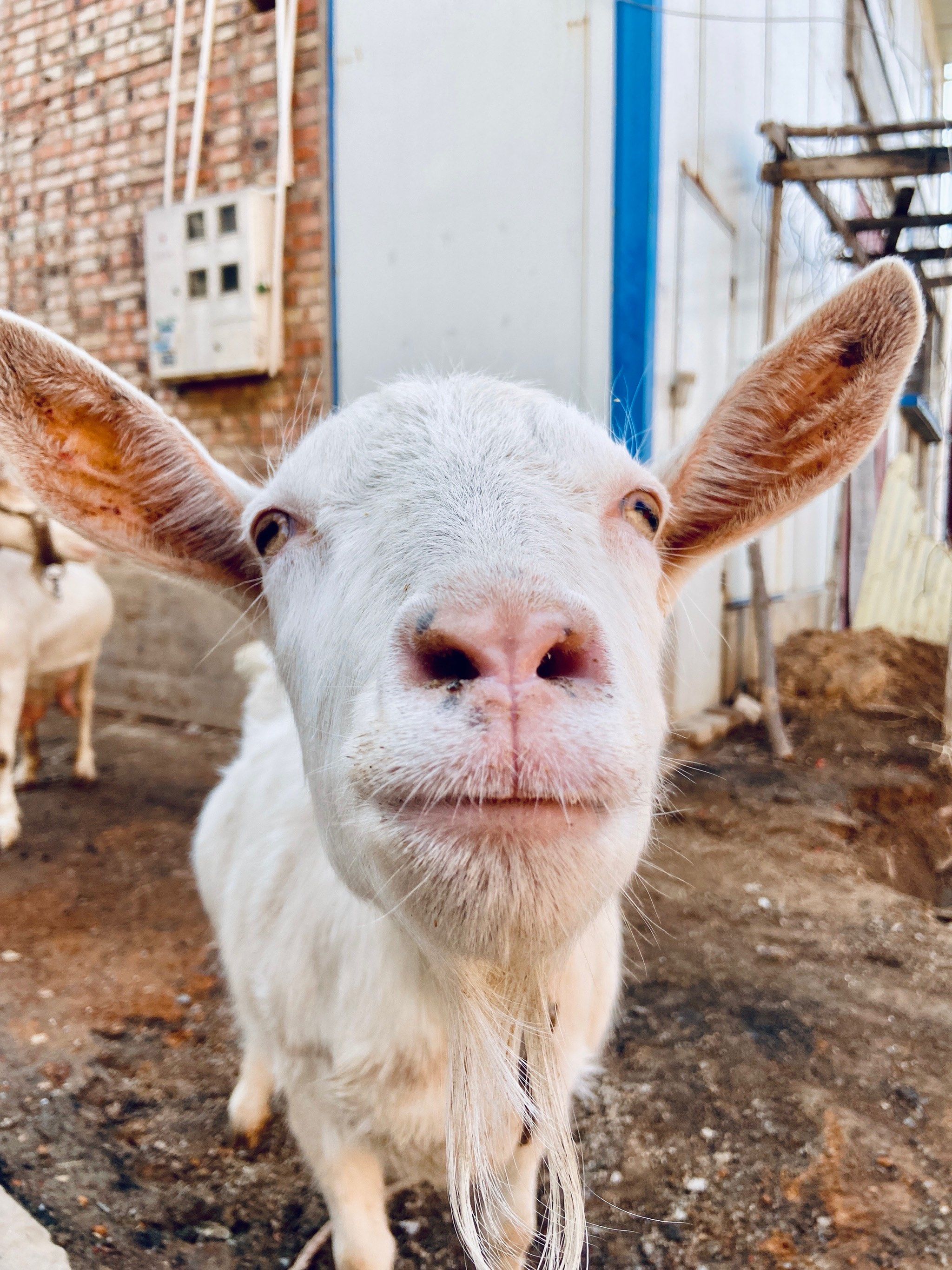 可爱的羊:萌力四溢的羊儿们 🐑