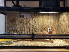 -酷以爬仙阁实体爬宠店·守宫·蜥蜴·专业繁育