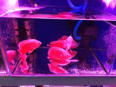 -宝鸡东道花鸟鱼虫市场(吉利花园商场店)