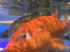 -金苑海鲜酒家(来魅力店)