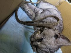 -宠颐生动物医院·猫科·心脏科(海口分院)