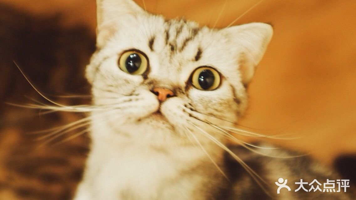 angelacat猫咪主题咖啡馆