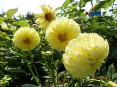 小丽花-北纬44度·金珠花海休闲农业旅游景区