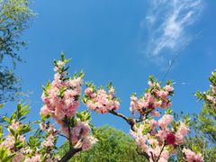 -大兴滨河森林公园