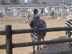 -大连森林动物园