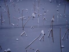 -扬州大运河文化旅游度假区·盆景园