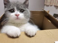 -欣宠猫屋·矮脚拿破仑·蓝金金渐层