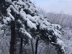 -香山公园