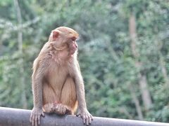 -西双版纳原始森林公园