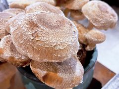 活体菌菇-捞王猪肚鸡火锅(昆山店)