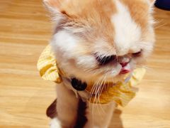 -啵啵喵·猫咖(攀华国际店)