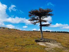 -芦芽山旅游度假区