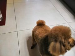 -宠福鑫康馨动物医院·骨科·眼科