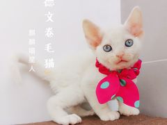 -十年猫舍·猫咪专门店(普陀店)