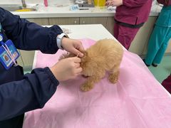 -北京观赏动物医院·24小时大型综合·猫专科·异宠专科