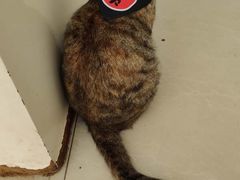 -创凡宠物医院·骨专科  猫科中心(西乡分院)