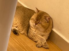 -有喵·猫咖·狗咖·30几只猫10只小狗(岗厦店)