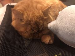 -猫和宫(六道口店)