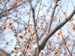 -梅花山(明孝陵内)