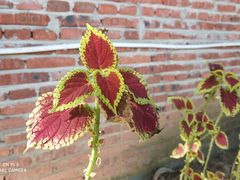 -湄公河秘制烤鱼(西双十贰城商业中心店)