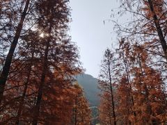 -广州市石门国家森林公园