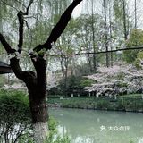 雨前再拍一次樱花｜葵巷