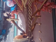 -喵屿·大理花园猫咖