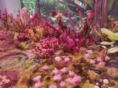 -中国科学院西双版纳热带植物园