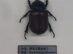 -郑州自然博物馆(惠济区)