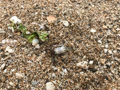 -白沙湾海滩