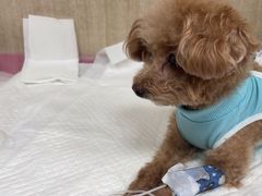 -北京观赏动物医院·24小时大型综合·猫专科·异宠专科