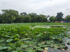 -北陵公园
