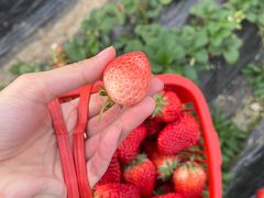 -胜丰草莓采摘园