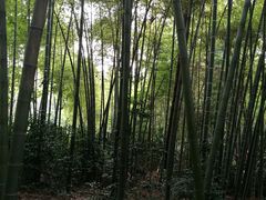 -铁山坪森林公园