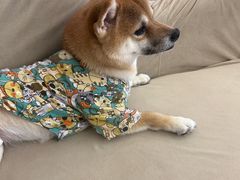 -怪兽屋·羊驼·猫咖·狗咖(俊华广场店)