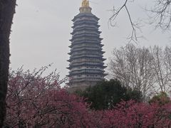 -红梅公园