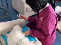 -顺强宠物诊所·狂犬免疫·夜诊·骨科(嘉定店)