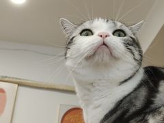 -有喵·猫咖·狗咖·30几只猫10只小狗(岗厦店)