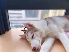 -Husky Go! 哈士奇体验馆·宠物咖啡厅狗咖