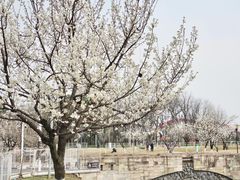 -国际非物质文化遗产博览园