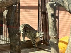 -青藏高原野生动物园