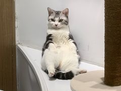 -COLOR PETS 撸猫馆·购猫·猫咖(长风大悦城店)