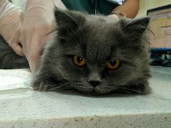 -宠爱国际动物医院· 猫科· 外科·中兽医(长白店)