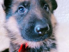 -百好乐宠物友好餐厅(朝外大街店)