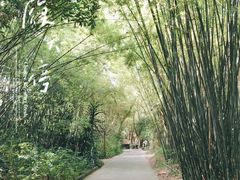 -广东茂名森林公园