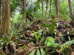 -中国科学院西双版纳热带植物园
