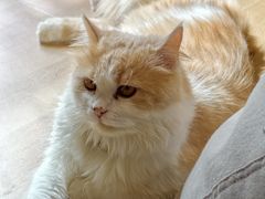 -唐小姐の私宠·宠物洗护美容·撸猫馆·购宠(周浦万达旗舰店)