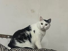 -宠颐生猫科·内科皮肤科(西平世纪城店)